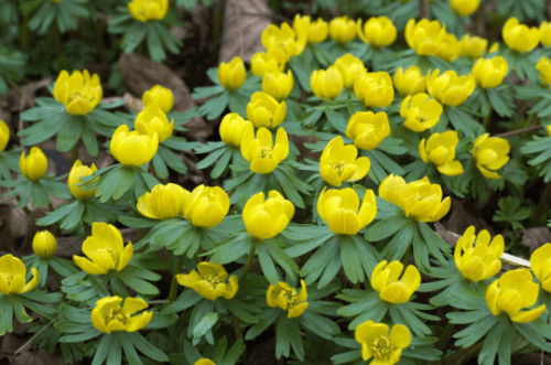 20 Winter Aconite (Eranthis Hyemalis) Seeds - Seed World