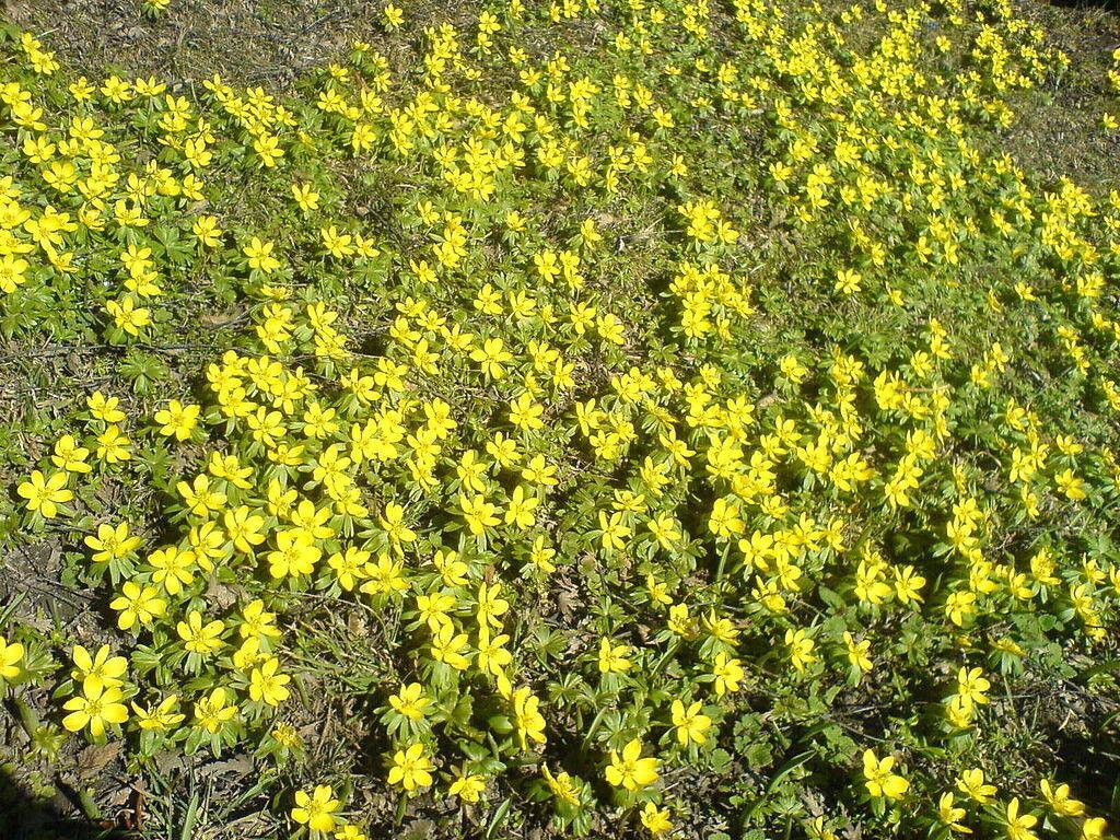 20 Winter Aconite (Eranthis Hyemalis) Seeds - Seed World