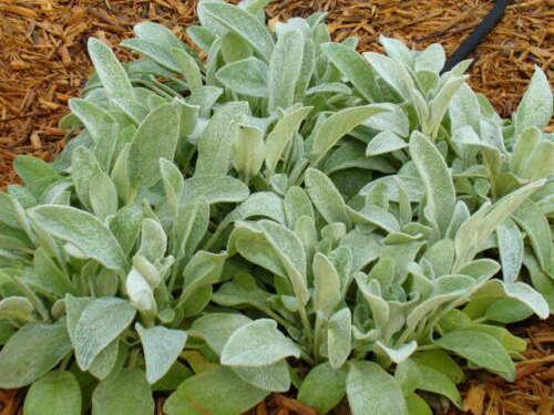 100 Wolly Lamb's Ear Seeds - Seed World