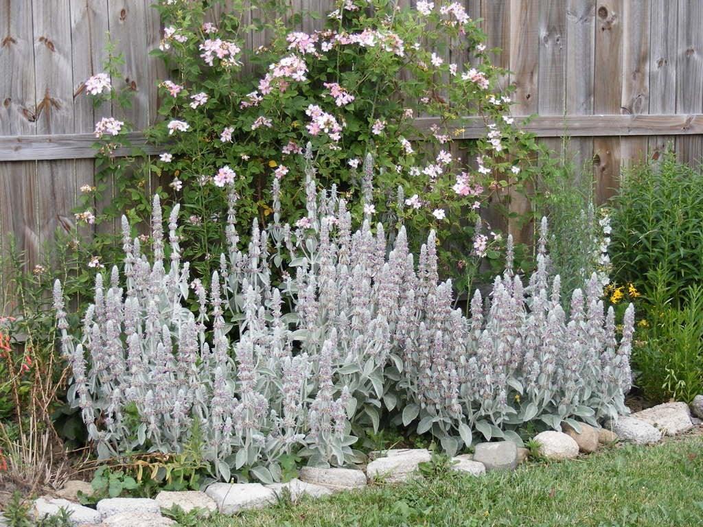 100 Wolly Lamb's Ear Seeds - Seed World