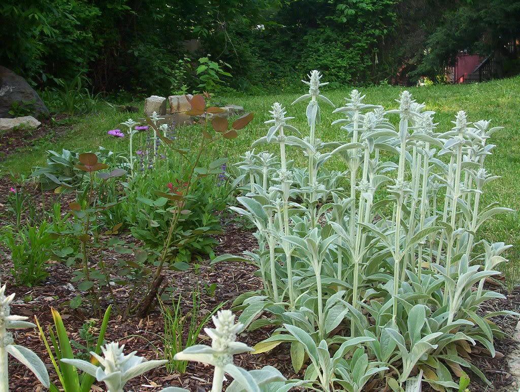 100 Wolly Lamb's Ear Seeds - Seed World