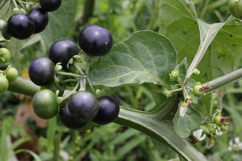 100 Wonderberry Heirloom Shrub Seeds - Seed World