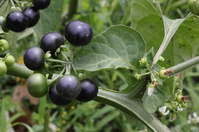 100 Wonderberry Heirloom Shrub Seeds - Seed World