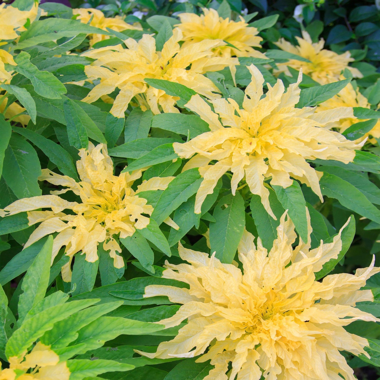 100 Yellow Amaranthus Seeds - Seed World