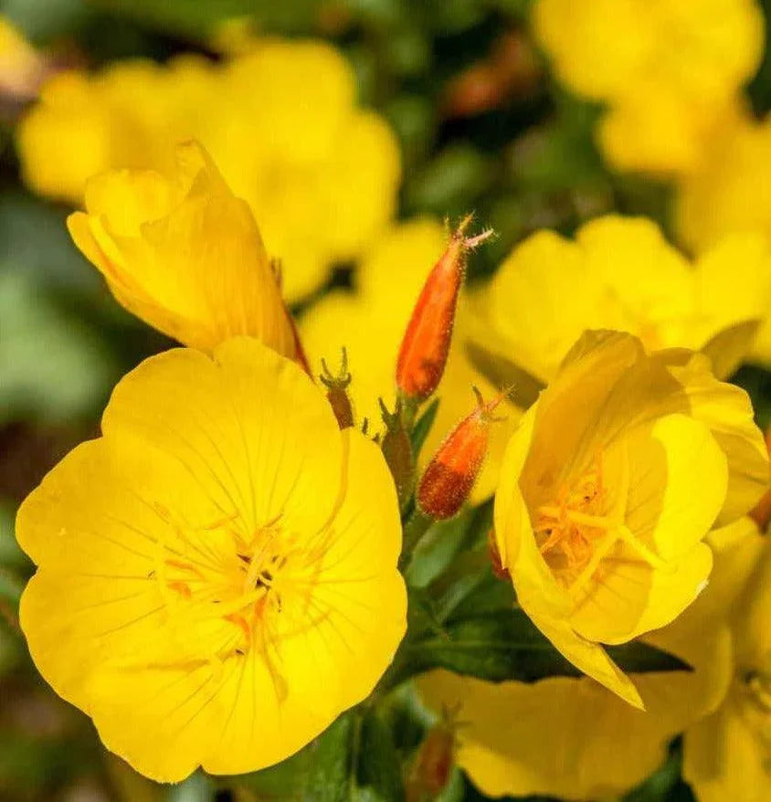 100 Yellow Evening Primrose Seeds - Seed World