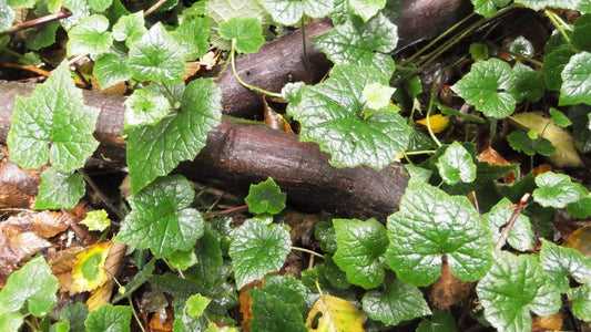 100 Youth Age - Thousand Mothers Seeds - Seed World