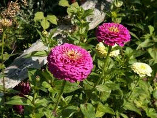 100 Zinnia Elegans Purple Prince Seeds - Seed World