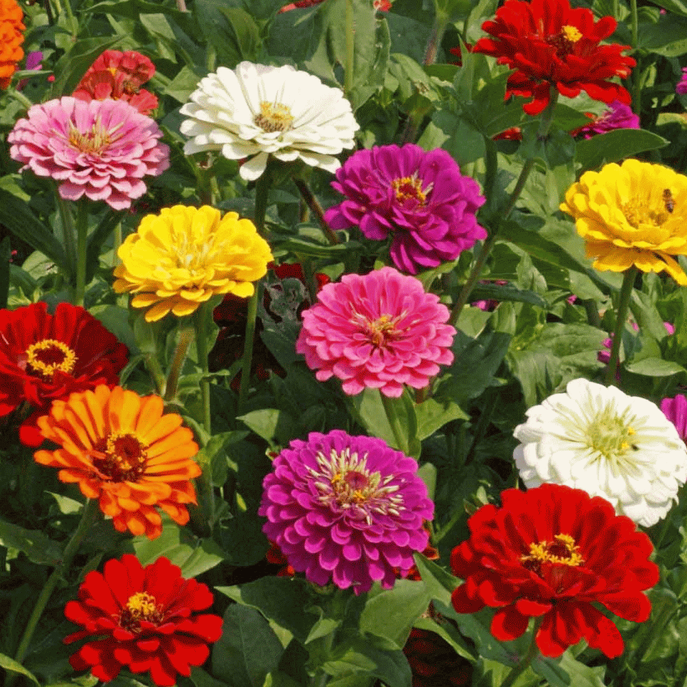 100 Zinnia Flower Seeds – Colorful Perennial Blooms for Pots & Gardens - Seed World