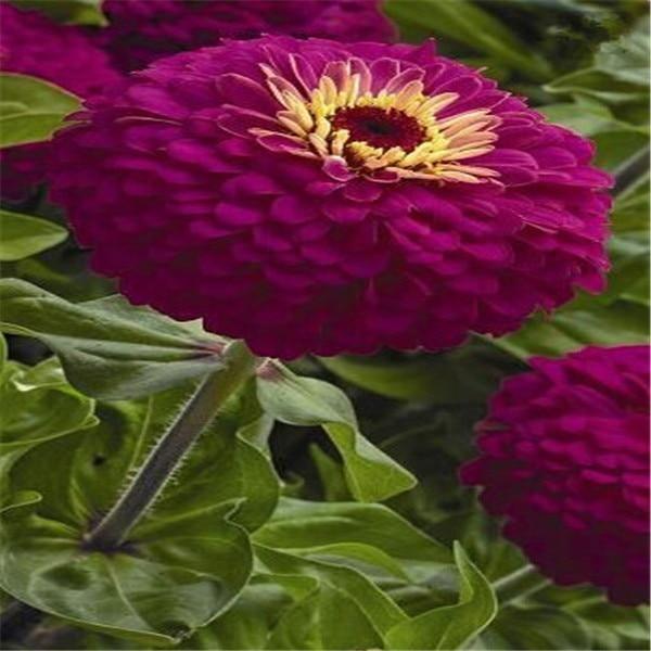 100 Zinnia Flower Seeds – Colorful Perennial Blooms for Pots & Gardens - Seed World