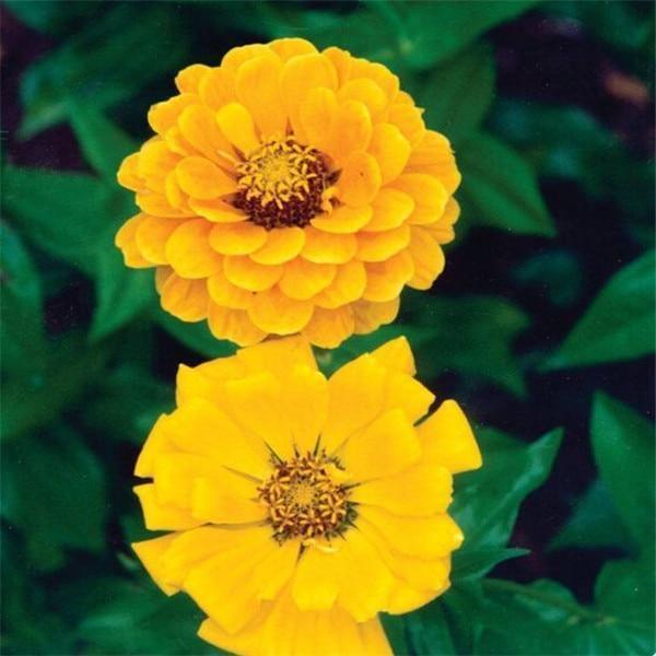 100 Zinnia Flower Seeds – Colorful Perennial Blooms for Pots & Gardens - Seed World