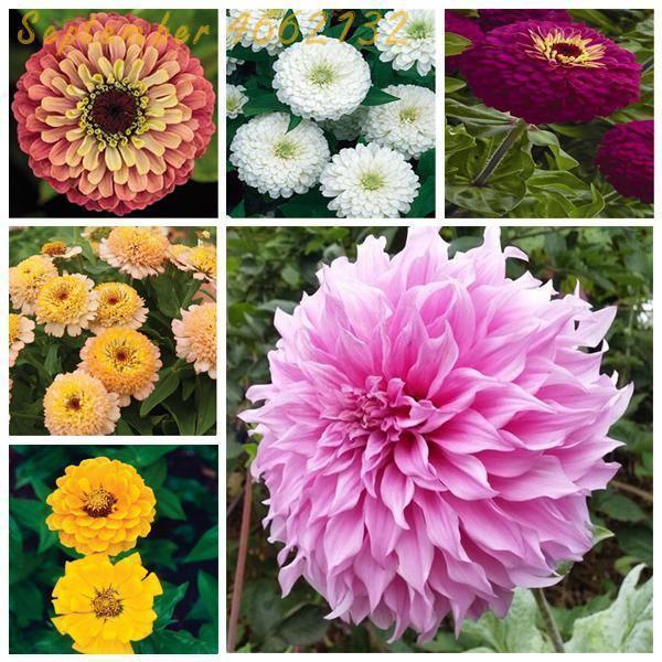 100 Zinnia Flower Seeds – Colorful Perennial Blooms for Pots & Gardens - Seed World