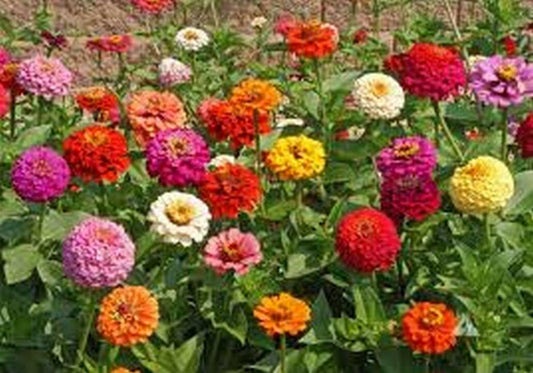 100 Zinnia | Cut & Come Again Mix Seeds - Seed World