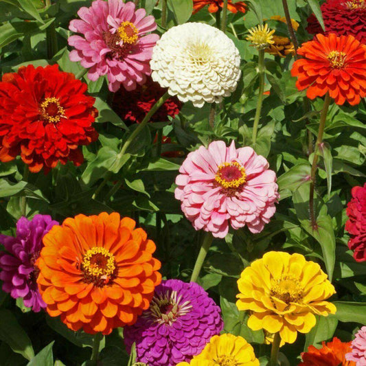 100 Zinnia | State Fair Mix Seeds - Seed World