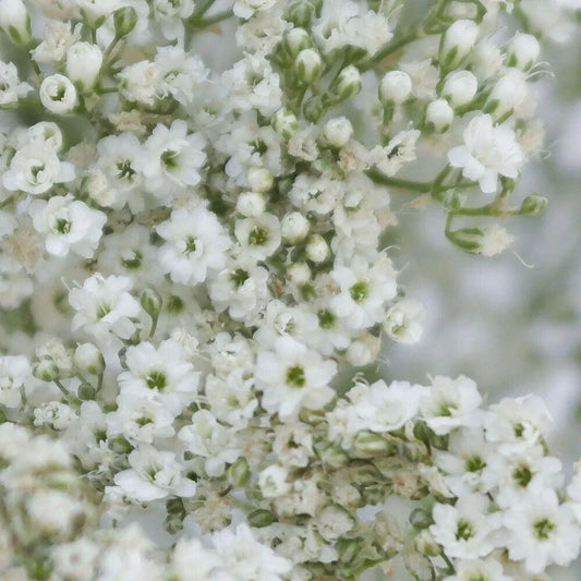 1000 Baby's Breath Gypsophila Seeds - Seed World