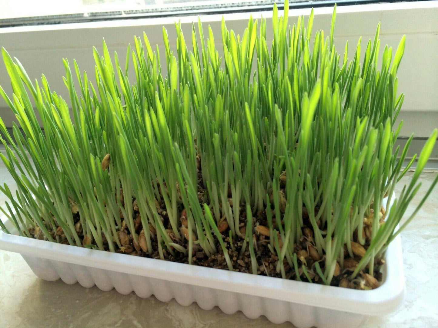 1000 Best Grass for Dogs Seeds - Seed World