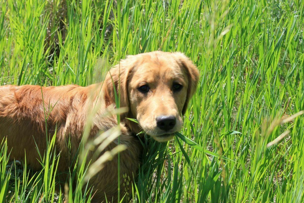 1000 Best Grass for Dogs Seeds - Seed World