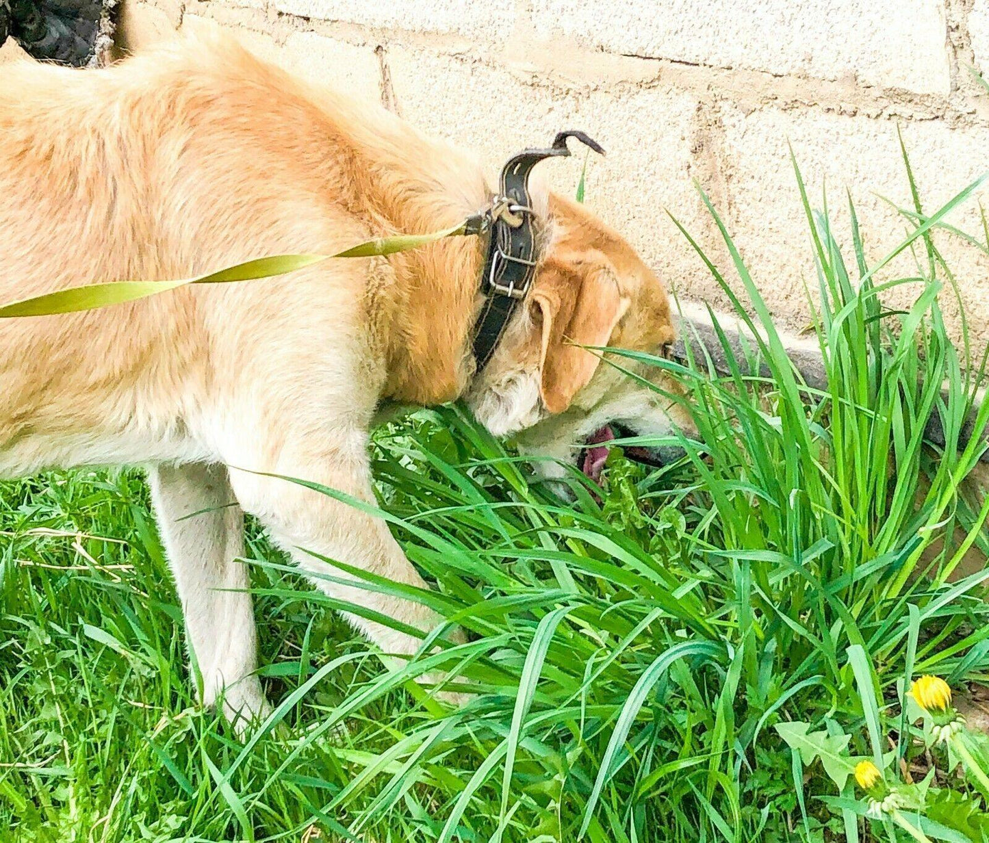 1000 Best Grass for Dogs Seeds - Seed World