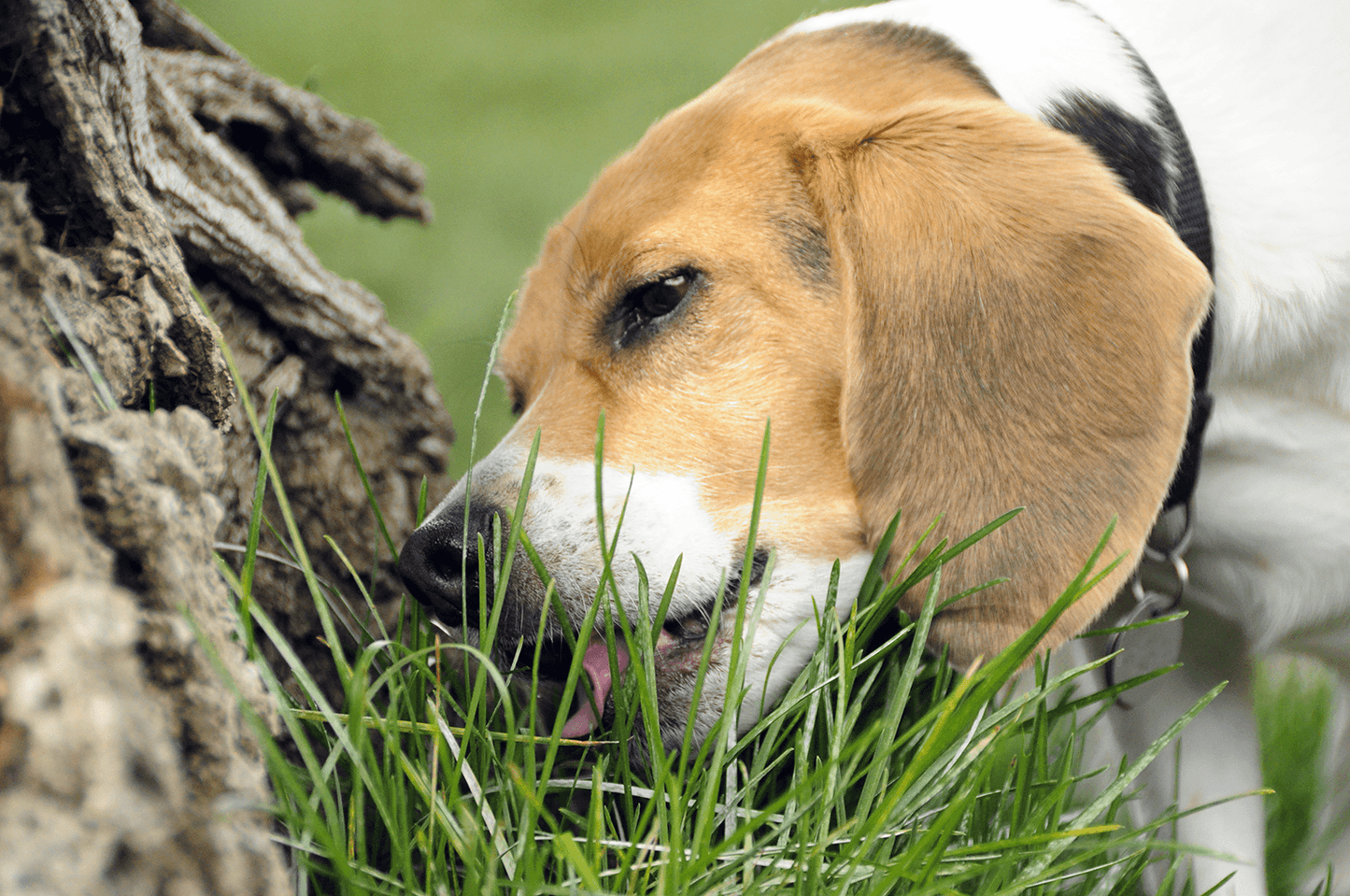 1000 Best Grass for Dogs Seeds - Seed World