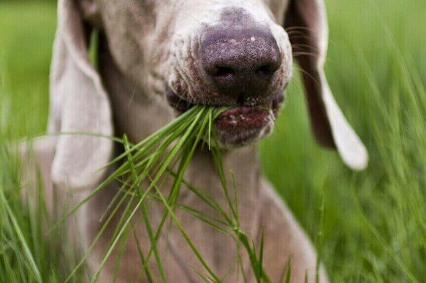 1000 Best Grass for Dogs Seeds - Seed World