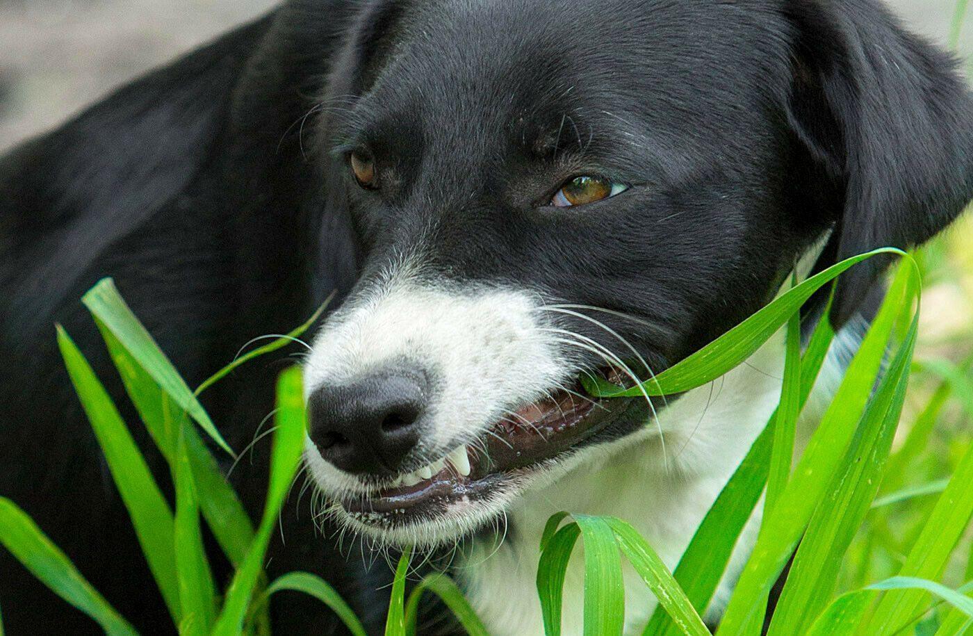 1000 Best Grass for Dogs Seeds - Seed World