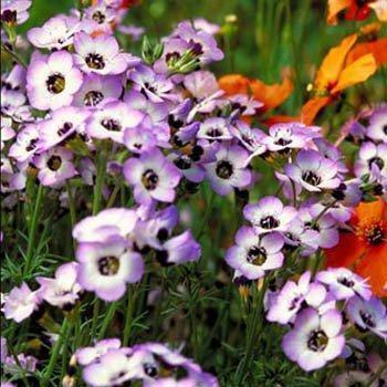 1000 Bird's Eye | Gilia Tricolor Seeds - Seed World