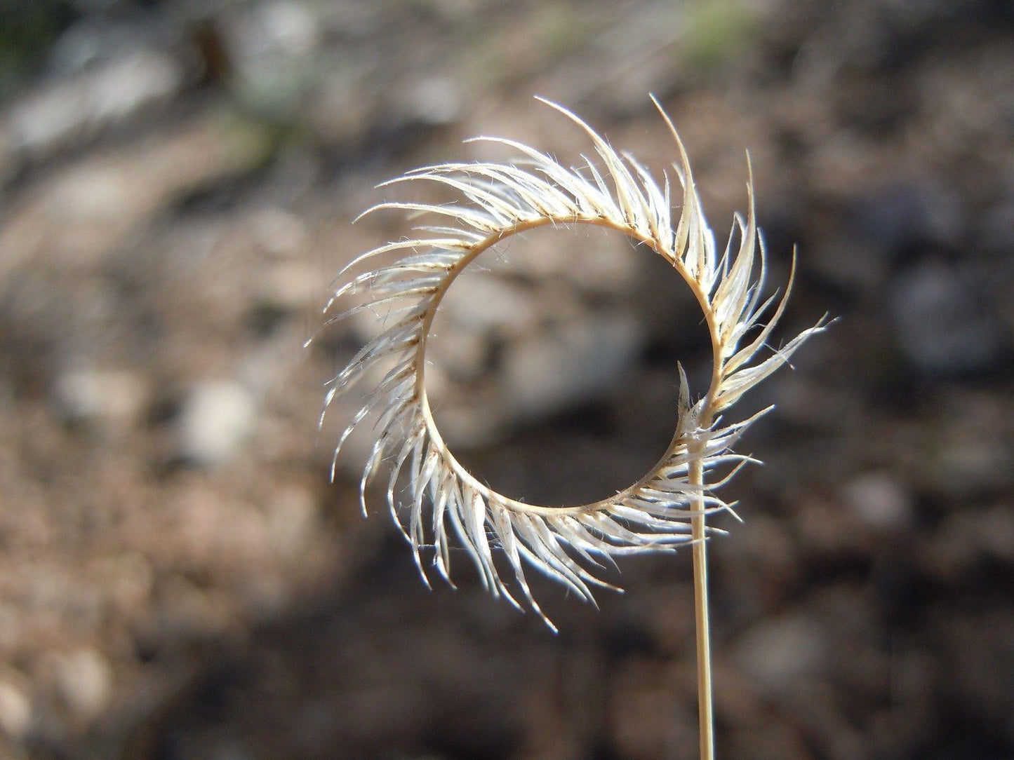 1000 Blue Grama Grass Seeds - Seed World