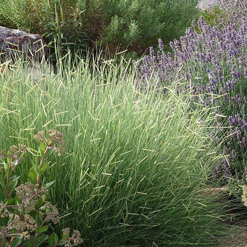 1000 Blue Grama Grass Seeds - Seed World
