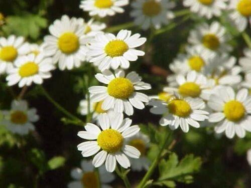 1000 Feverfew Tanacetum Parthenium Herb Seeds - Seed World