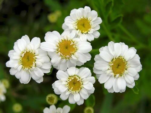 1000 Feverfew Tanacetum Parthenium Herb Seeds - Seed World