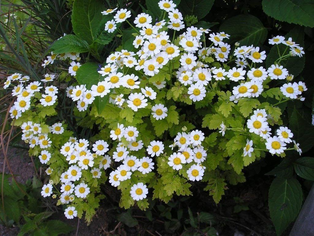 1000 Feverfew Tanacetum Parthenium Herb Seeds - Seed World