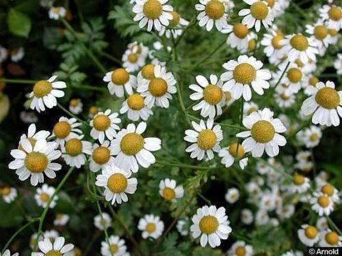 1000 Feverfew Tanacetum Parthenium Herb Seeds - Seed World