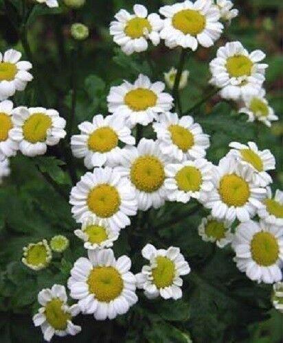 1000 Feverfew Tanacetum Parthenium Herb Seeds - Seed World