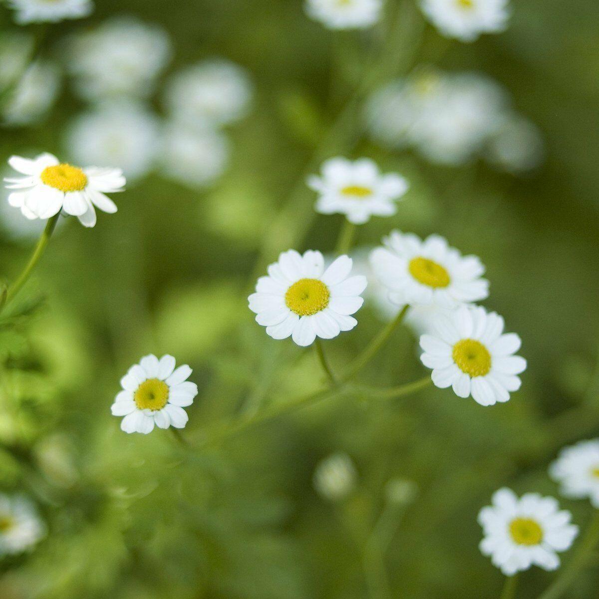 1000 Feverfew Tanacetum Parthenium Herb Seeds - Seed World
