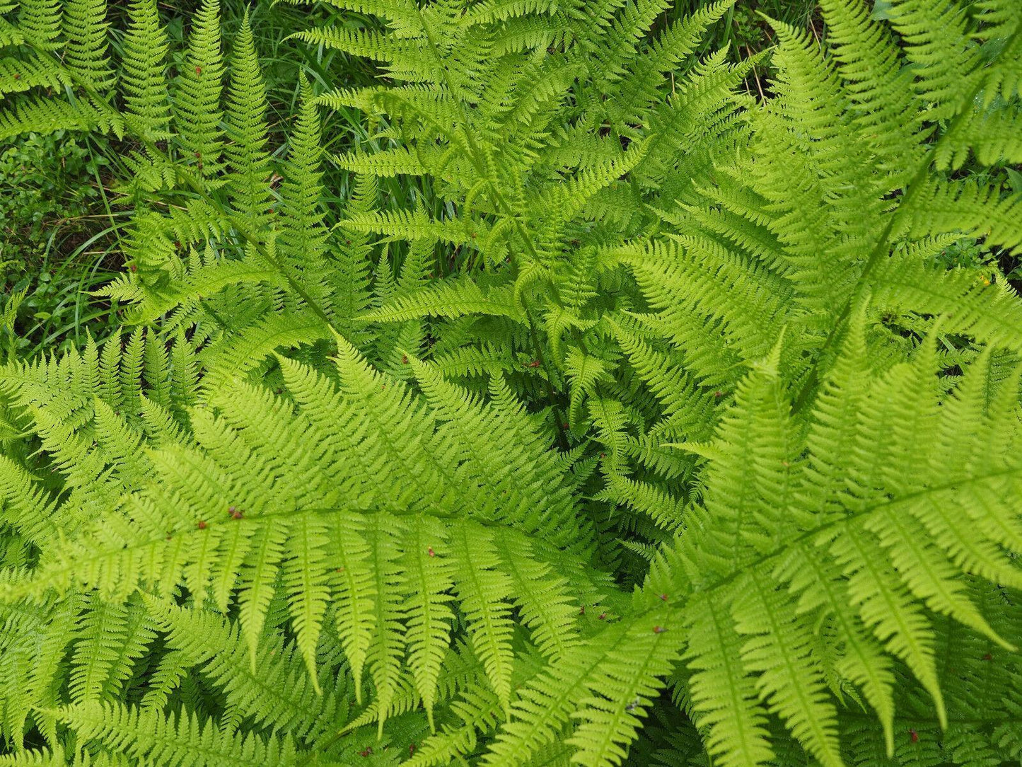 1000 Lady Fern - Athyrium Angustum Spores Seeds - Seed World