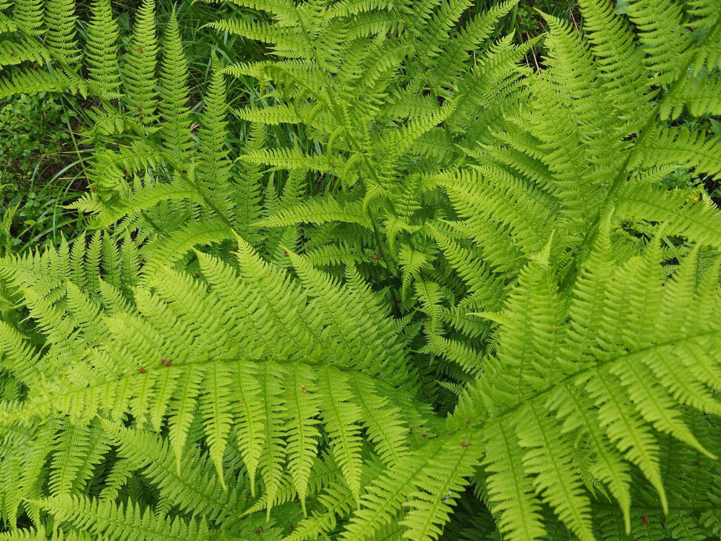 1000 Lady Fern (Athyrium Angustum) Spores Seeds - Seed World