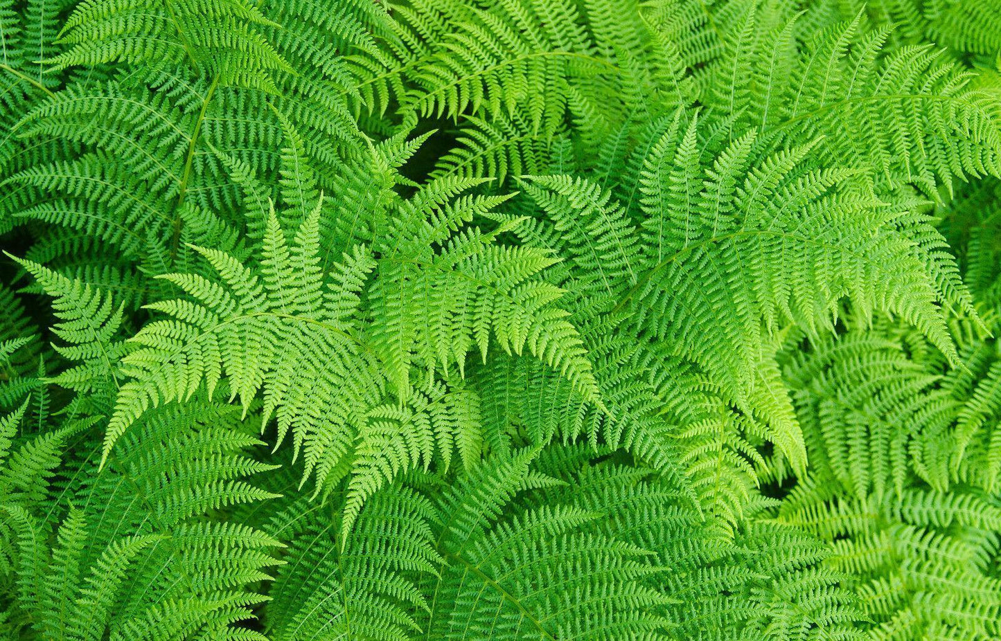 1000 Lady Fern - Athyrium Angustum Spores Seeds - Seed World