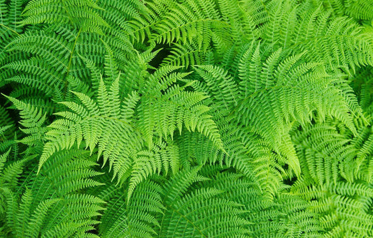 1000 Lady Fern - Athyrium Angustum Spores Seeds - Seed World