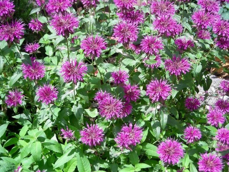 1000 Lemon Bee Balm Seeds - Seed World