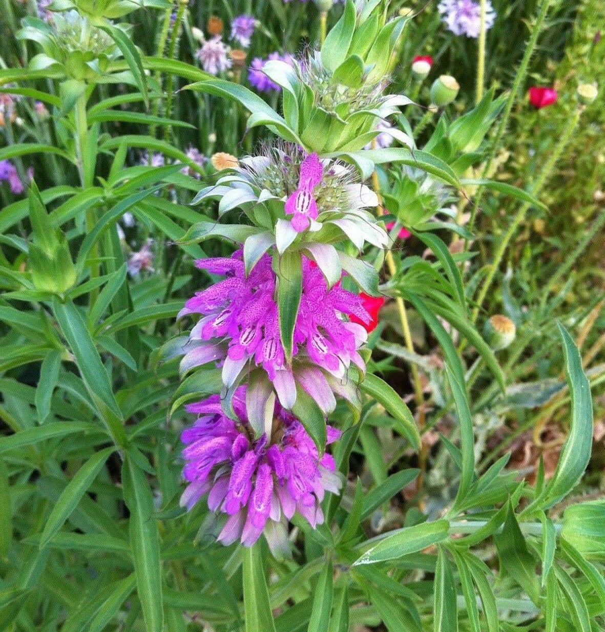 1000 Lemon Bee Balm Seeds - Seed World