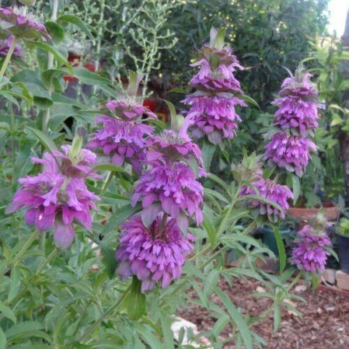1000 Lemon Bee Balm Seeds - Seed World