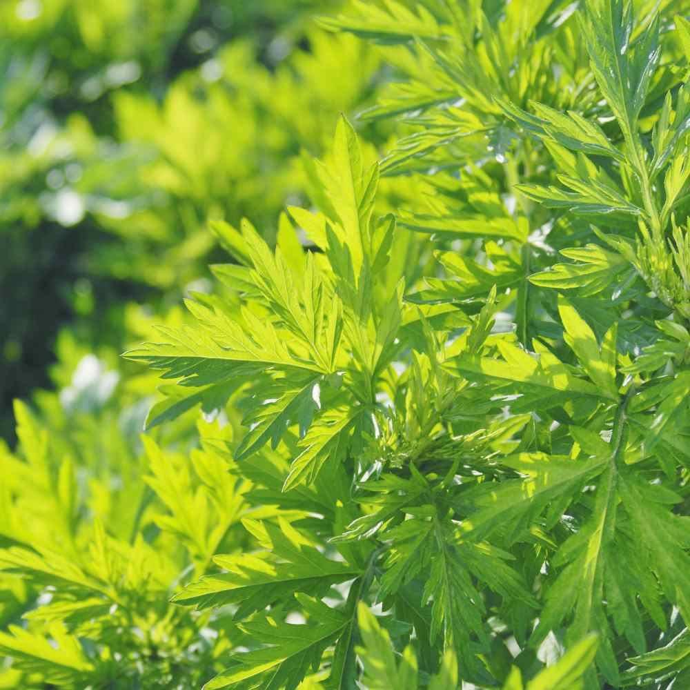 1000 Mugwort Seeds - Seed World