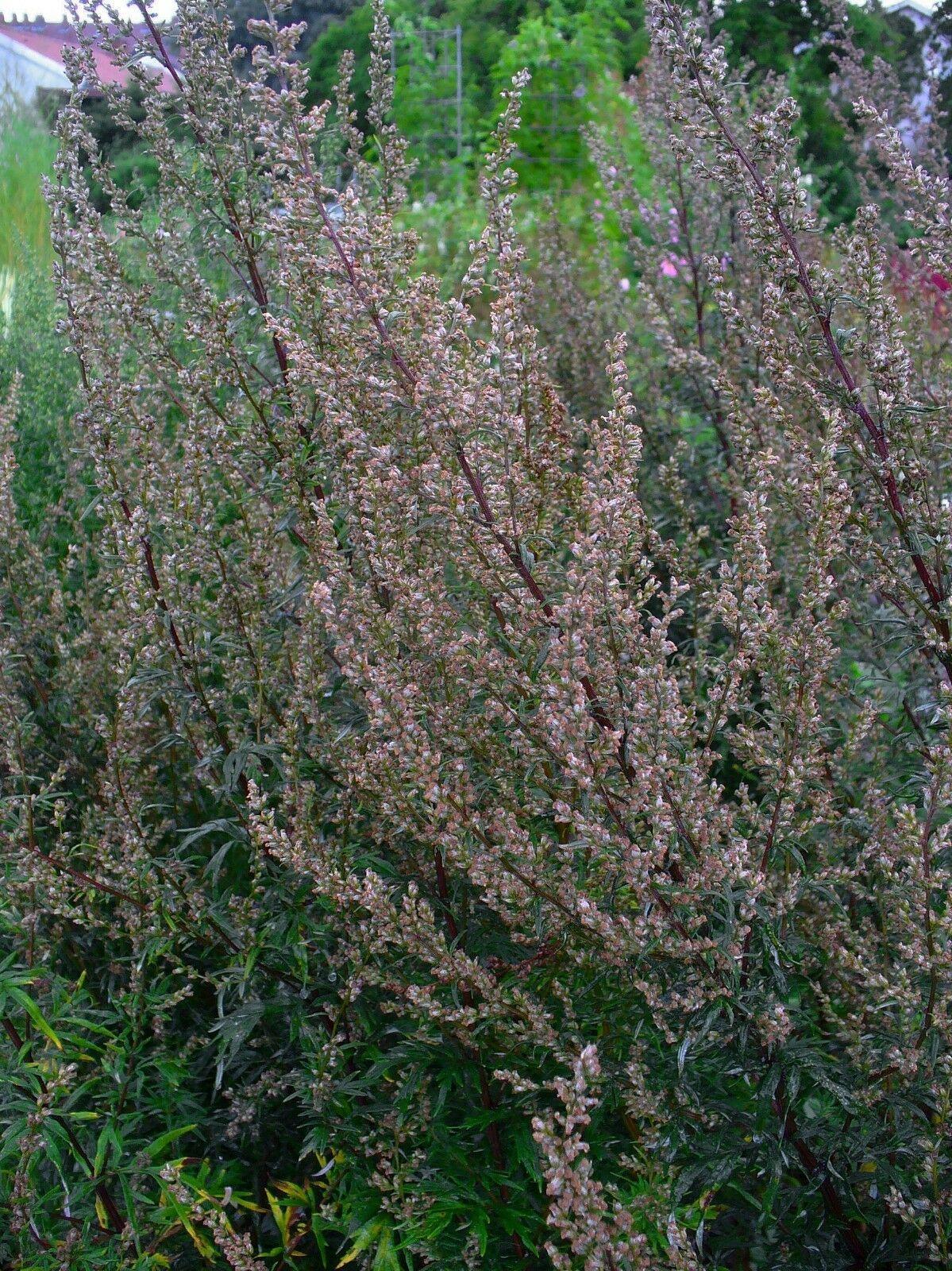 1000 Mugwort Seeds - Seed World
