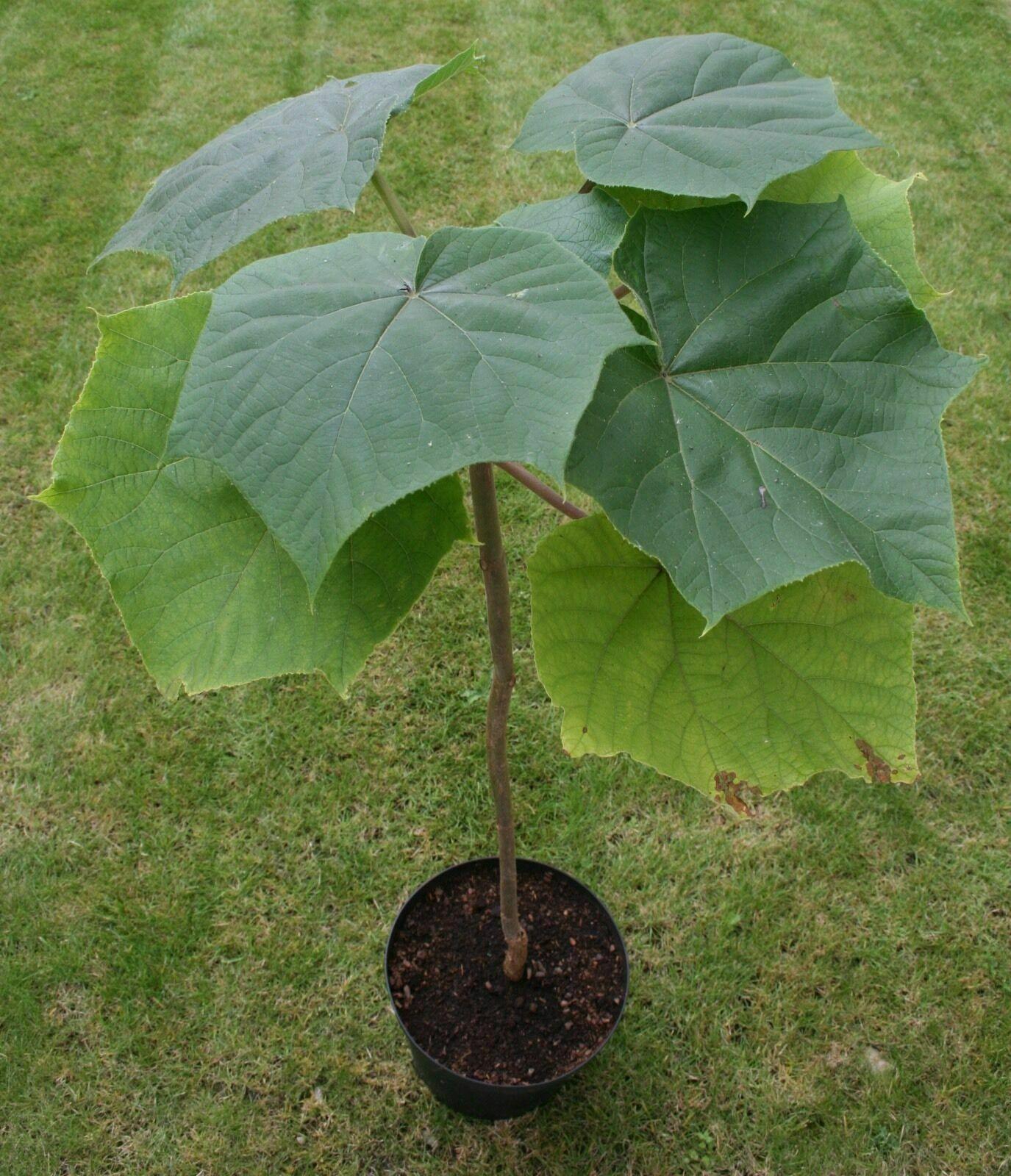 1000 Paulownia Elongata Empress Tree Seeds - Seed World