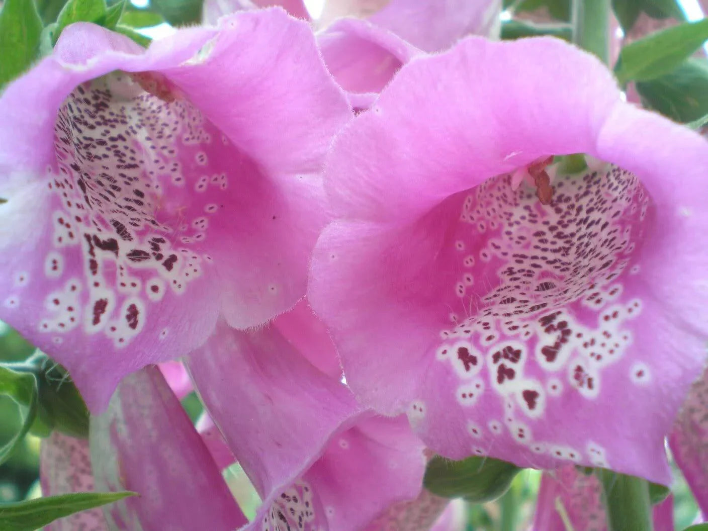 1000 Pink Foxglove Digitalis Purpurea Seeds - Seed World