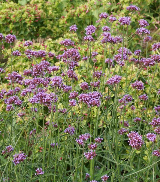 1000 Purpletop Vervain Seeds - Seed World