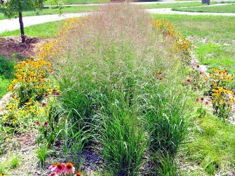 1000 Switchgrass Native Grass Seed - Seed World