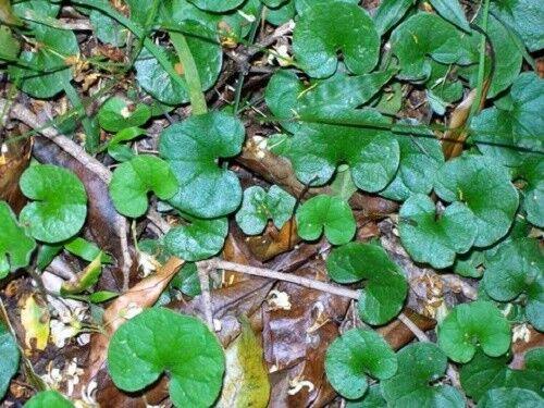 1000 Lawn Leaf - Dichondra Repens Seeds - Seed World