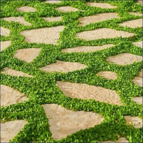 1000 Lawn Leaf - Dichondra Repens Seeds - Seed World