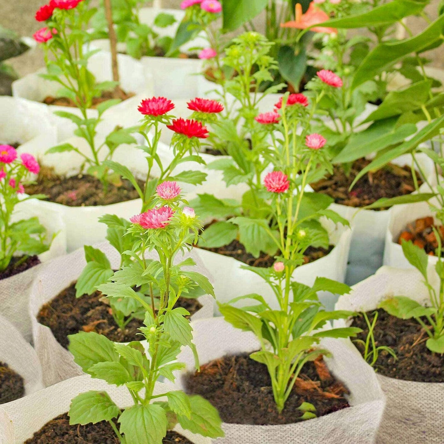 100/200 Biodegradable Non-Woven Plant Grow Bags - Seed World