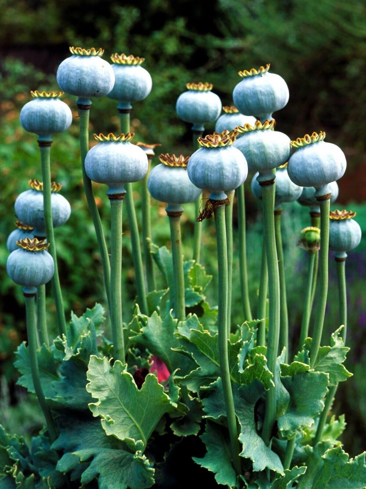 100 Poppy Flower Seeds - American legion